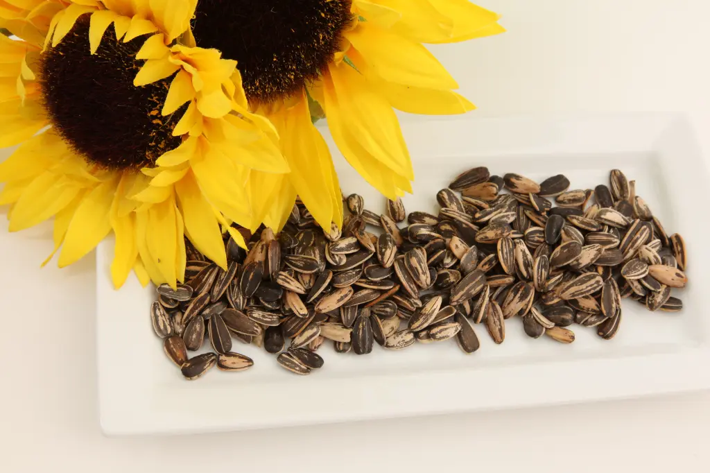 the history of the sunflower and sunflower seeds