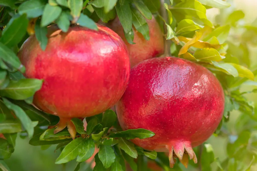 are pomegranates keto friendly