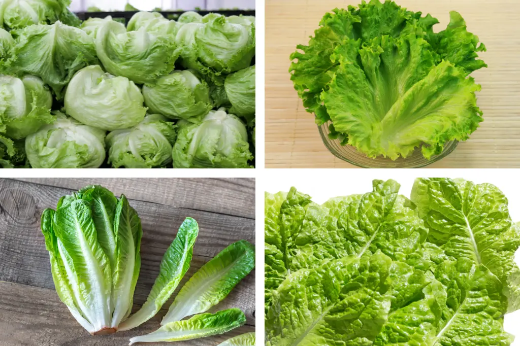 four most common types of lettuce